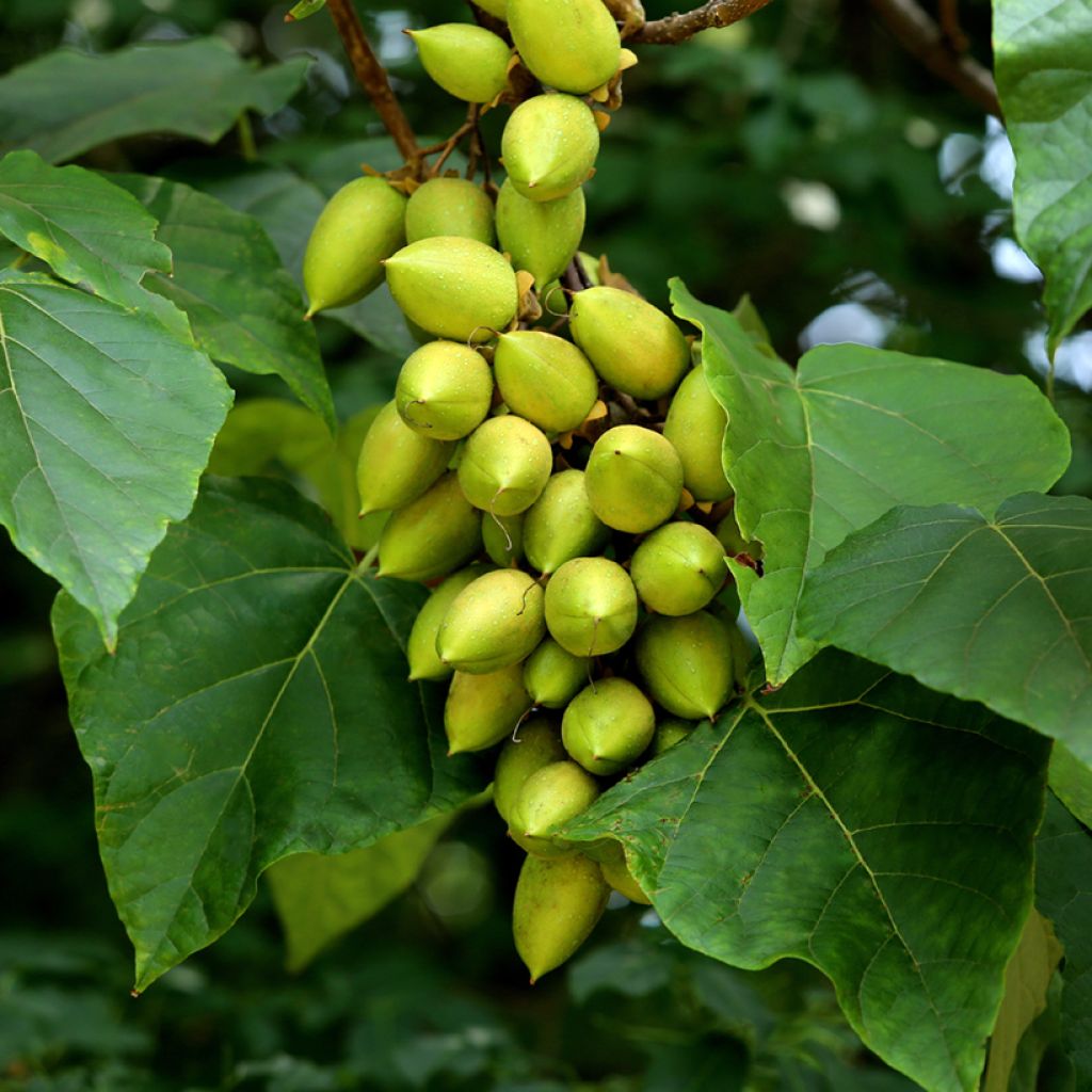 Paulownia tomentosa (Samen) - Blauglockenbaum