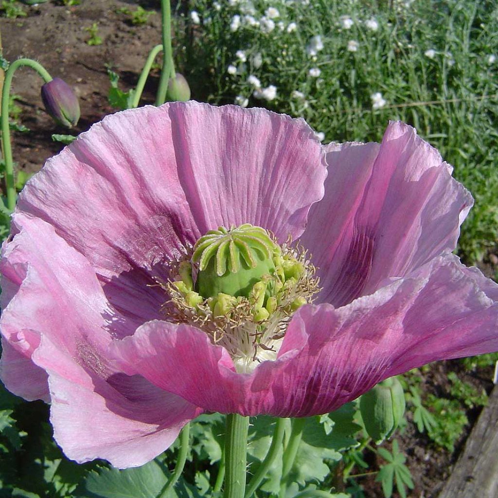 Schlaf-Mohn nigrum - Papaver somniferum