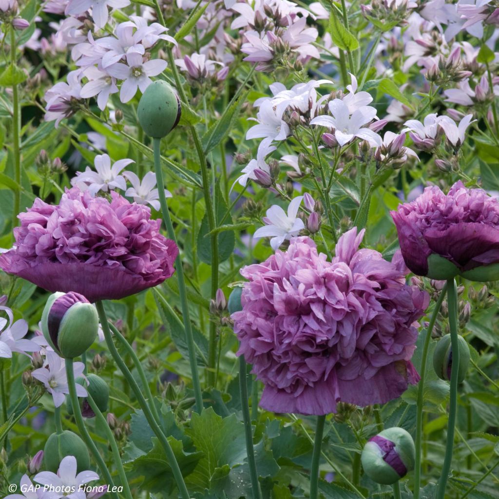 Schlafmohn Purple Peony (Samen) - Papaver