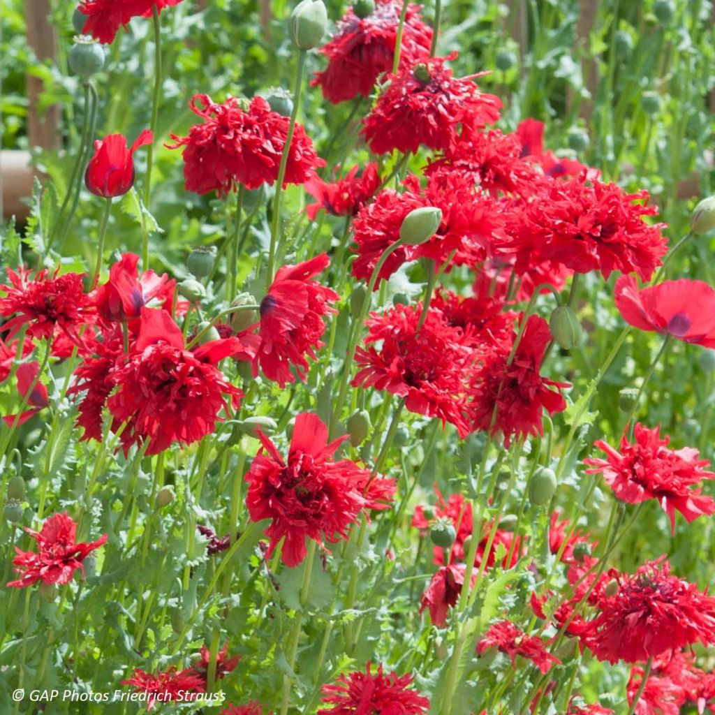 Graines de Pavot Red Peony - Papaver somniferum