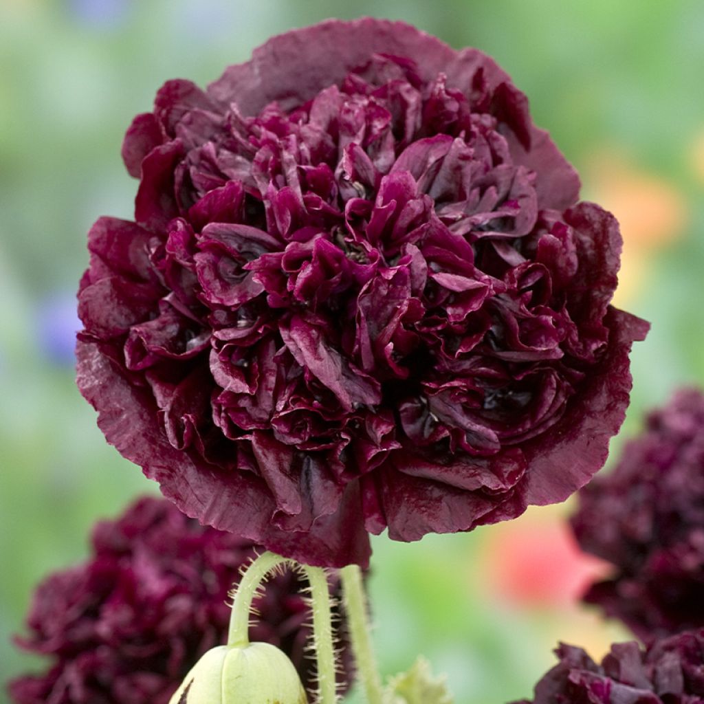 Schlafmohn Black Peony (Samen) - Papaver