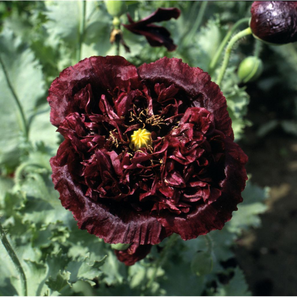 Schlafmohn Black Peony (Samen) - Papaver