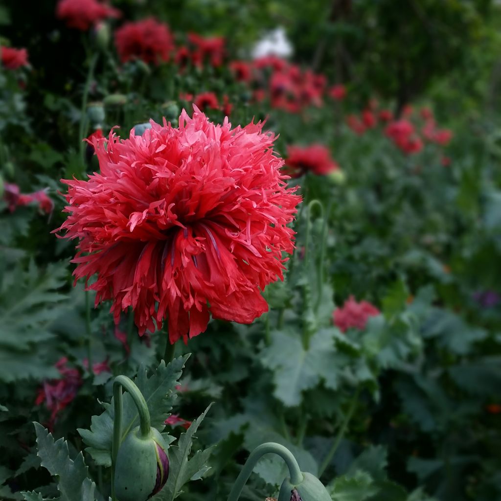 Schlafmohn Crimson Feathers (Samen) - Papaver