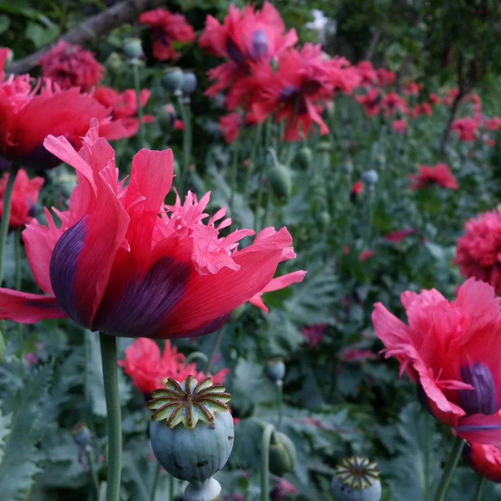 Schlafmohn Crimson Feathers (Samen) - Papaver