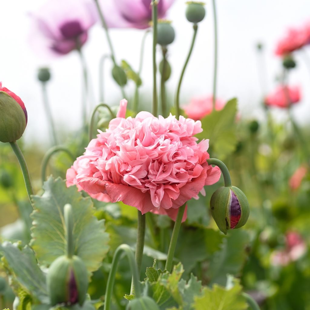 Papaver Frosted Salmon (Samen) - Päonienmohn