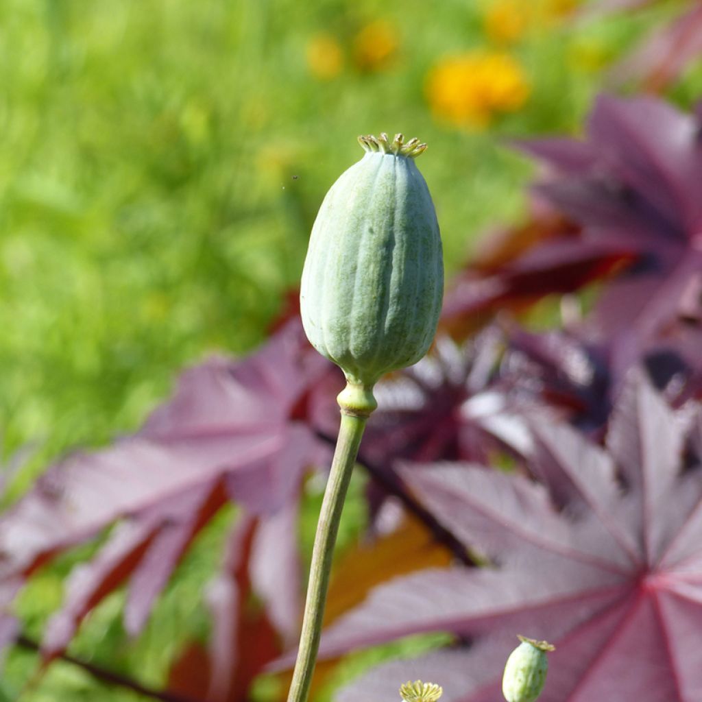 Schlafmohn Bowling Ball (Samen) - Papaver somniferum