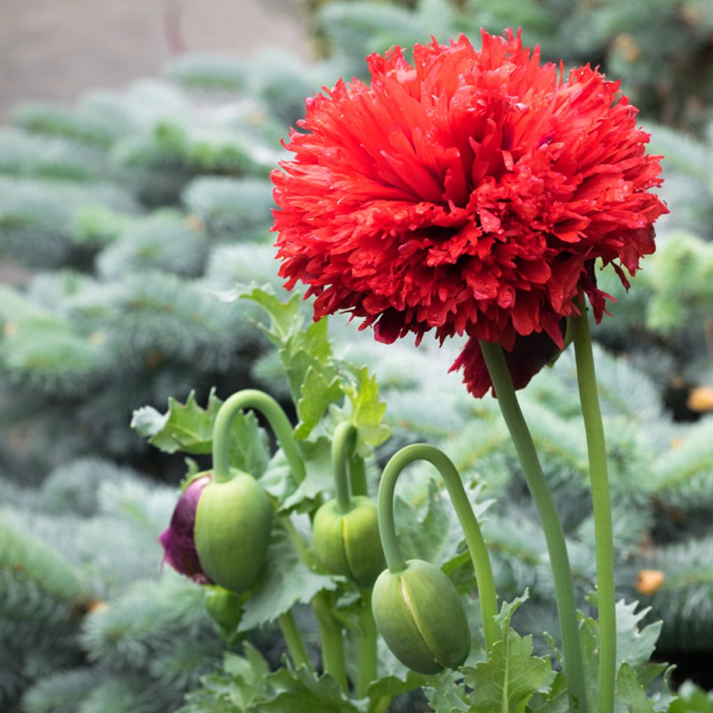 Schlafmohn Scarlet (Samen) - Papaver