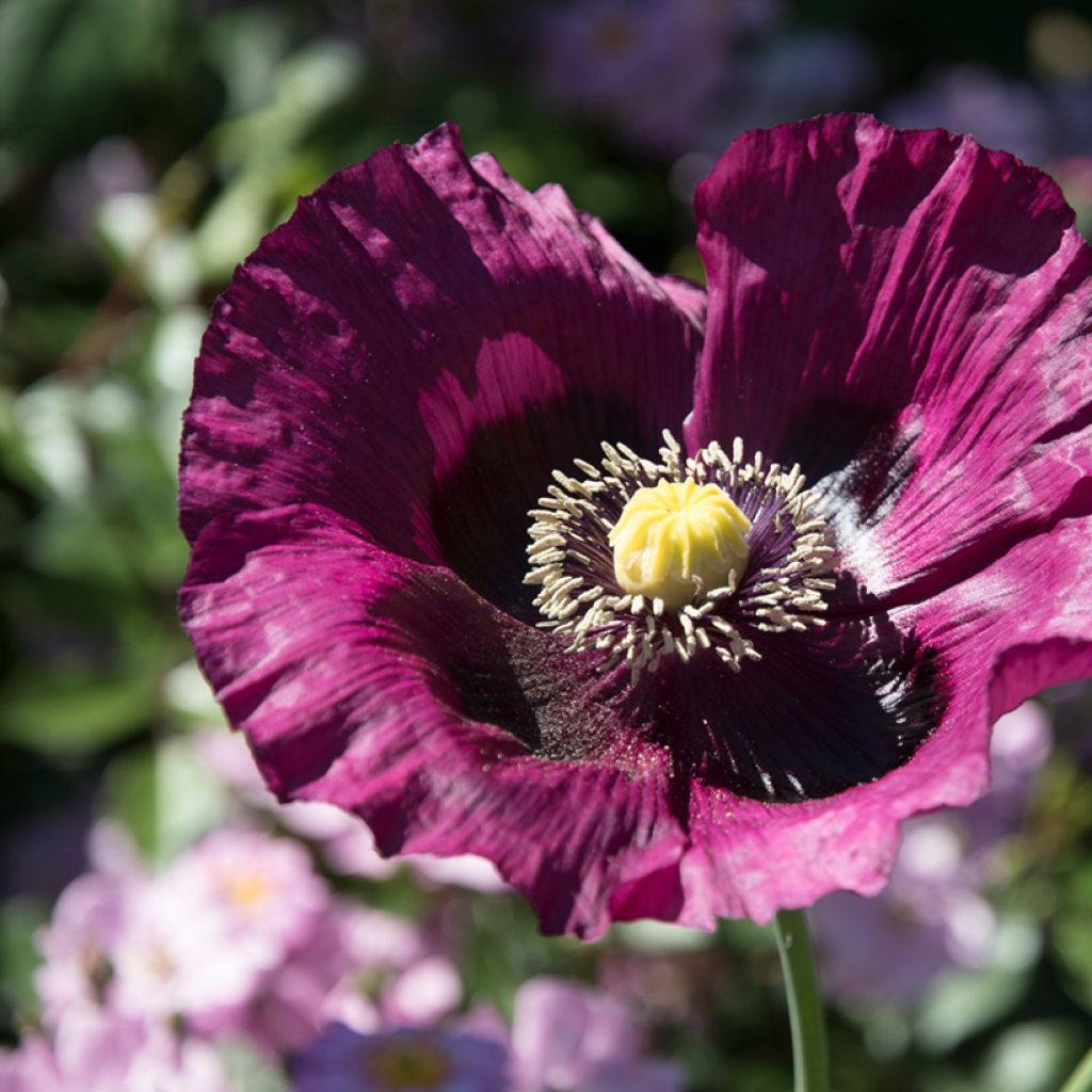 Schlafmohn Lauren's Grape (Samen) - Papaver