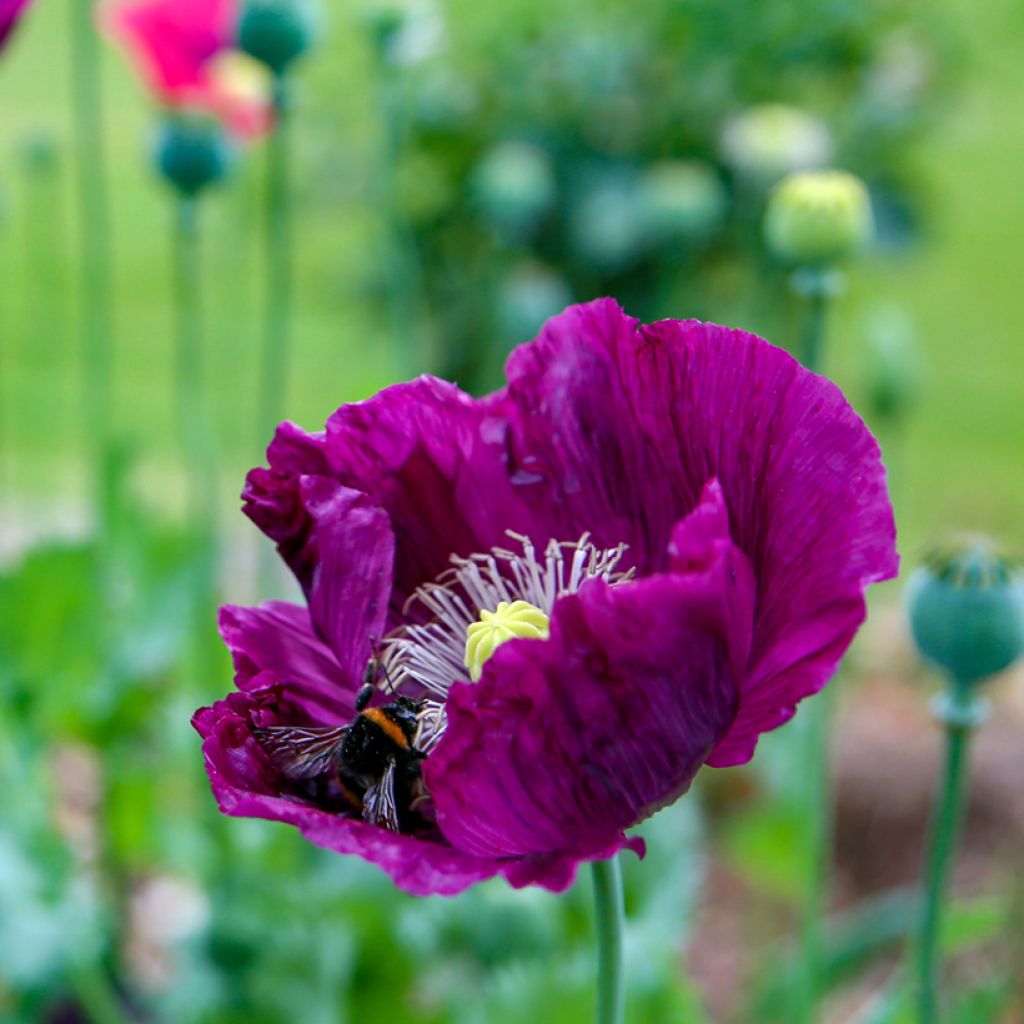 Schlafmohn Lauren's Grape (Samen) - Papaver