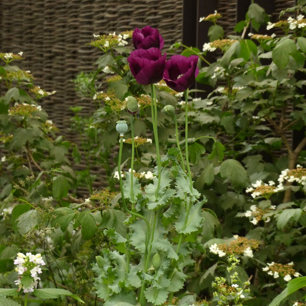 Schlafmohn Lauren's Grape (Samen) - Papaver