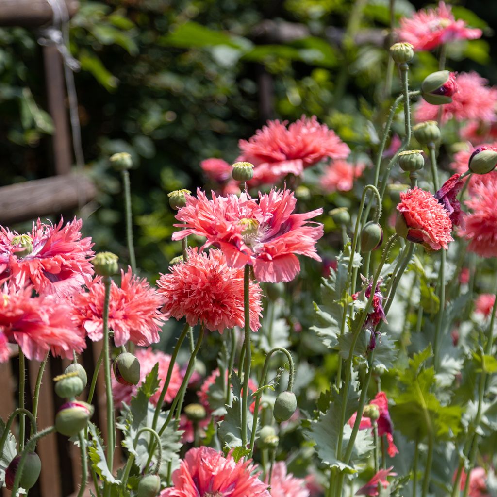 Schlafmohn Rose Feathers (Samen) - Papaver