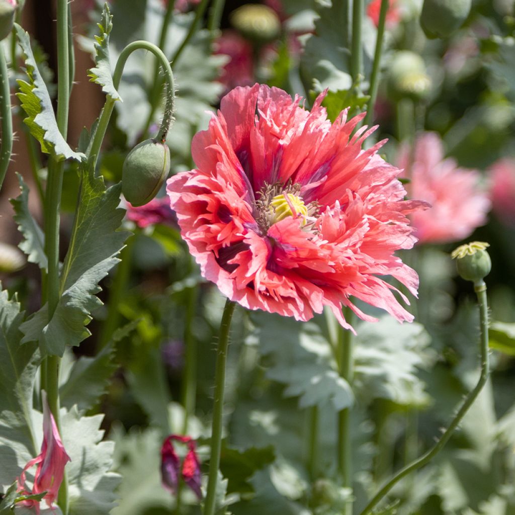 Schlafmohn Rose Feathers (Samen) - Papaver