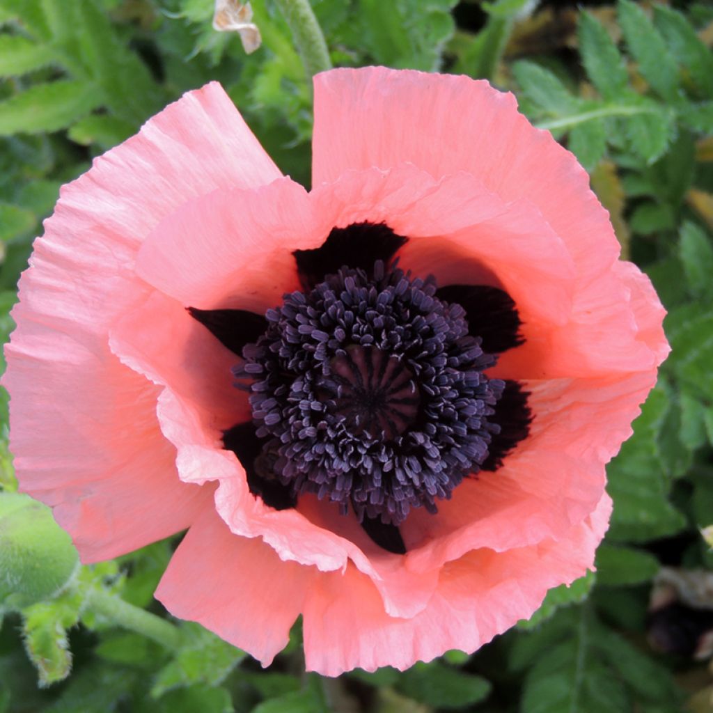 Orientalischer Mohn Prinzessin Viktoria Luise (Samen) - Papaver orientale