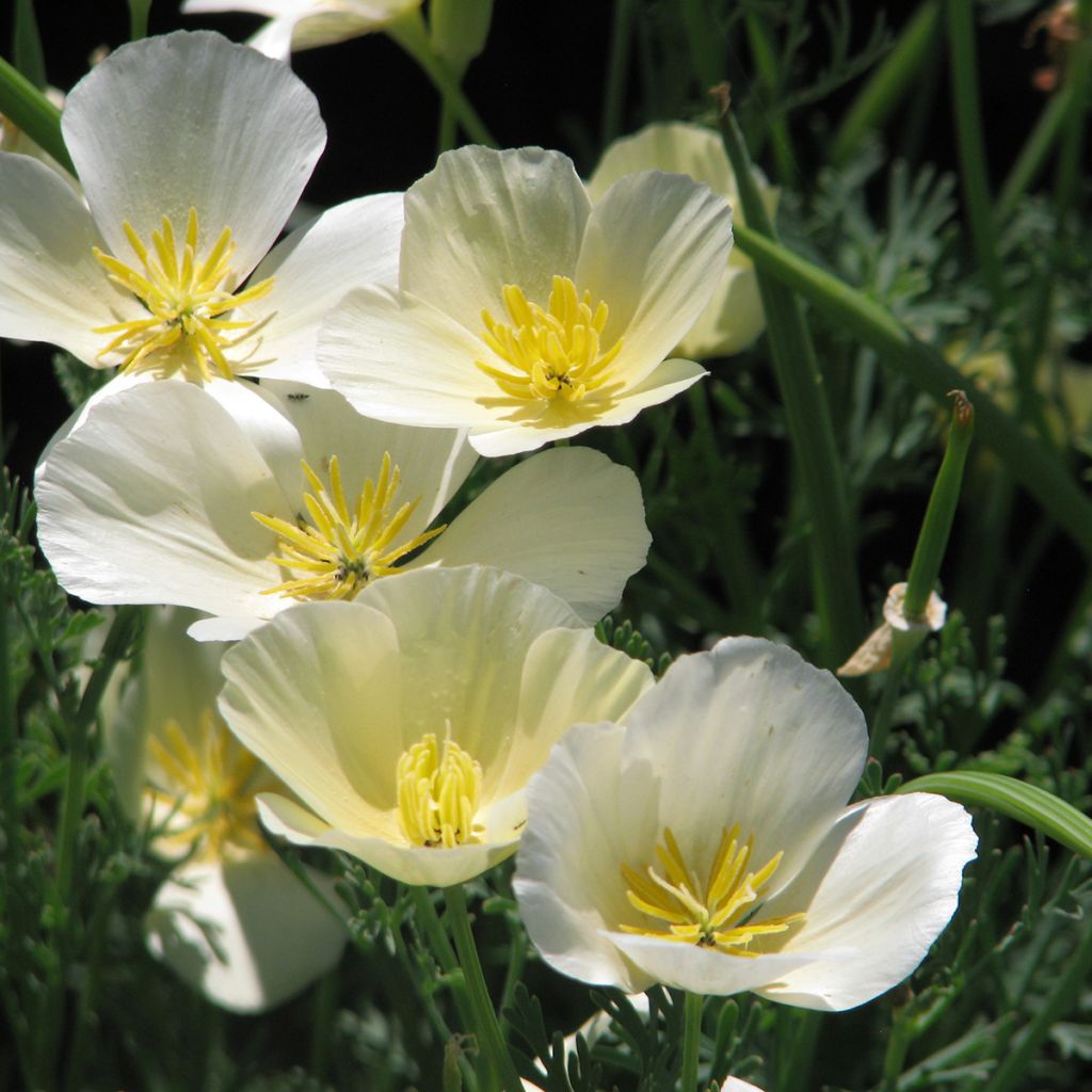 Goldmohn Alba (Samen) - Eschscholzia californica