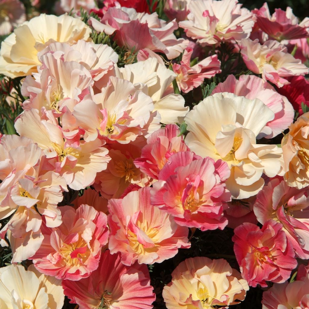 Goldmohn Appleblossom (Samen) - Eschscholzia californica