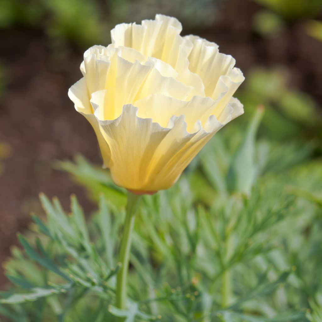 Goldmohn Cream Swirl (Samen) - Eschscholzia californica