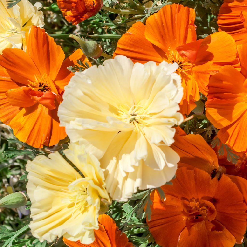 Goldmohn Cream Swirl (Samen) - Eschscholzia californica