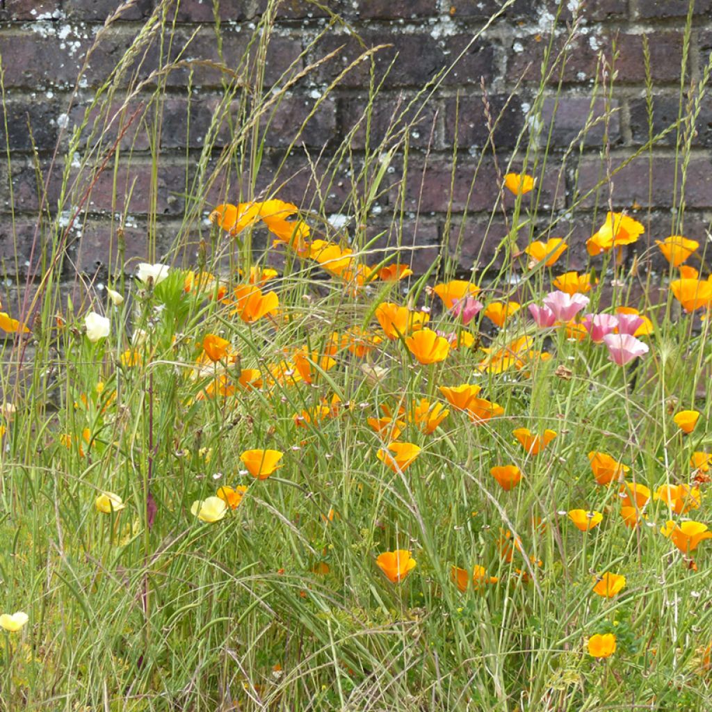 Goldmohn Garden mix (Samen) - Eschscholzia californica