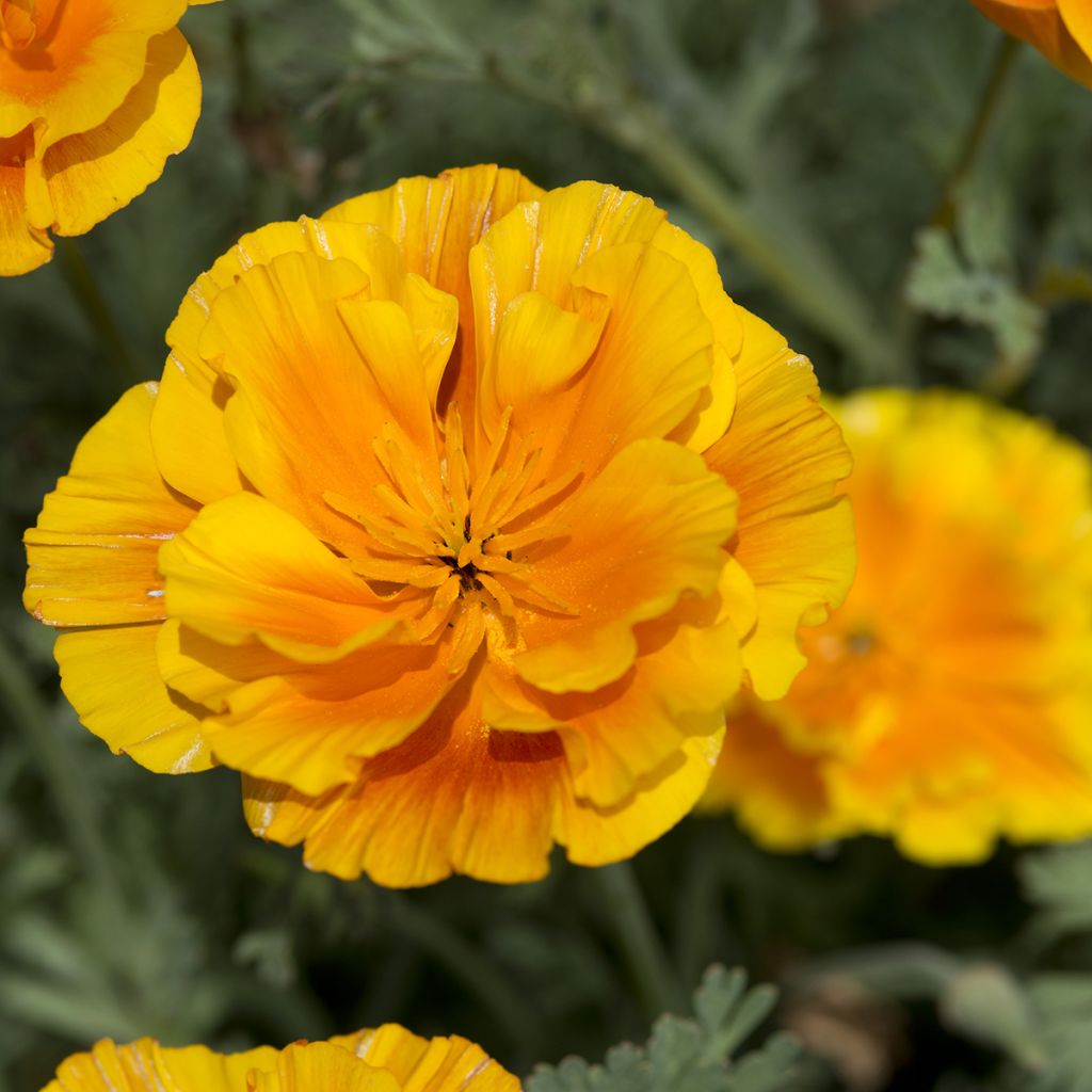 Goldmohn Lady Marmalade (Samen) - Eschscholzia californica