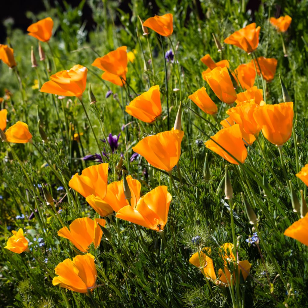 Goldmohn Orange King (Samen) - Eschscholzia californica