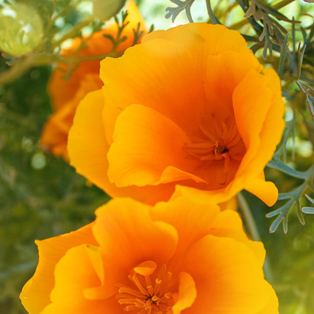 Goldmohn Orange King (Samen) - Eschscholzia californica