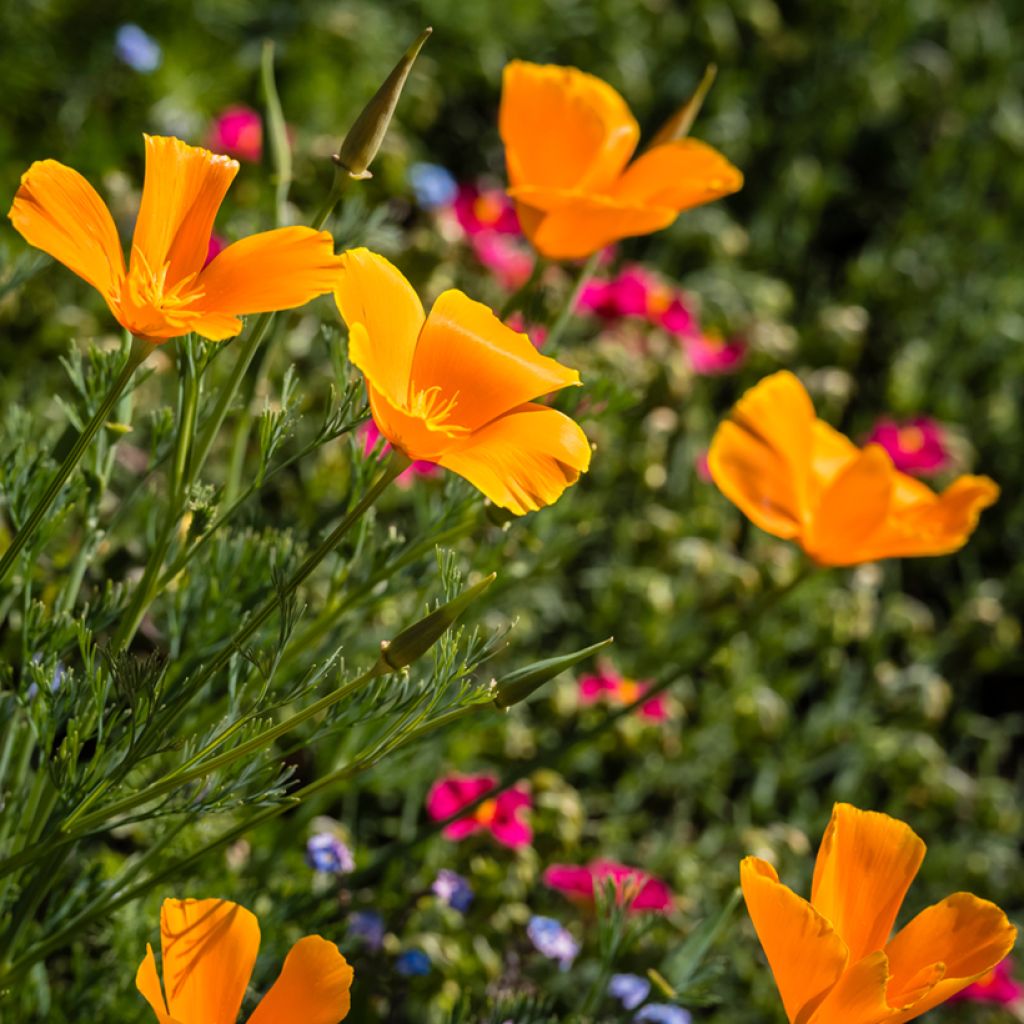 Goldmohn Orange King (Samen) - Eschscholzia californica