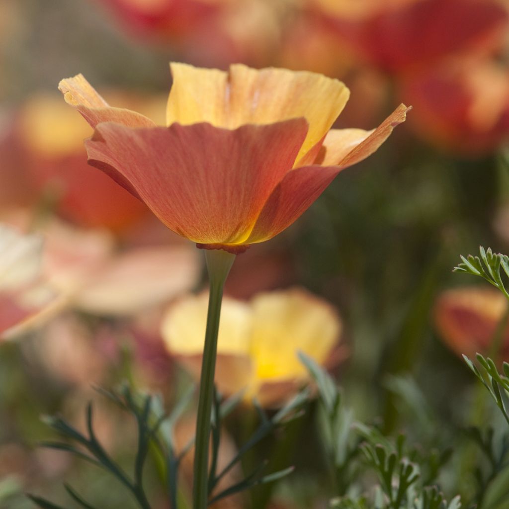 Goldmohn Thai Silk Apricot Chiffon (Samen) - Eschscholzia californica