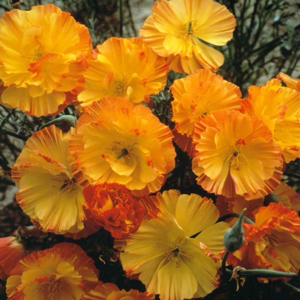 Goldmohn Thai Silk Apricot Chiffon (Samen) - Eschscholzia californica