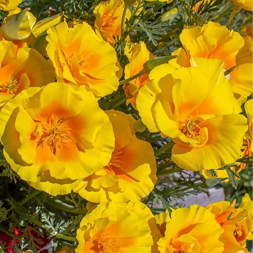 Goldmohn Yukon Gold (Samen) - Eschscholzia californica