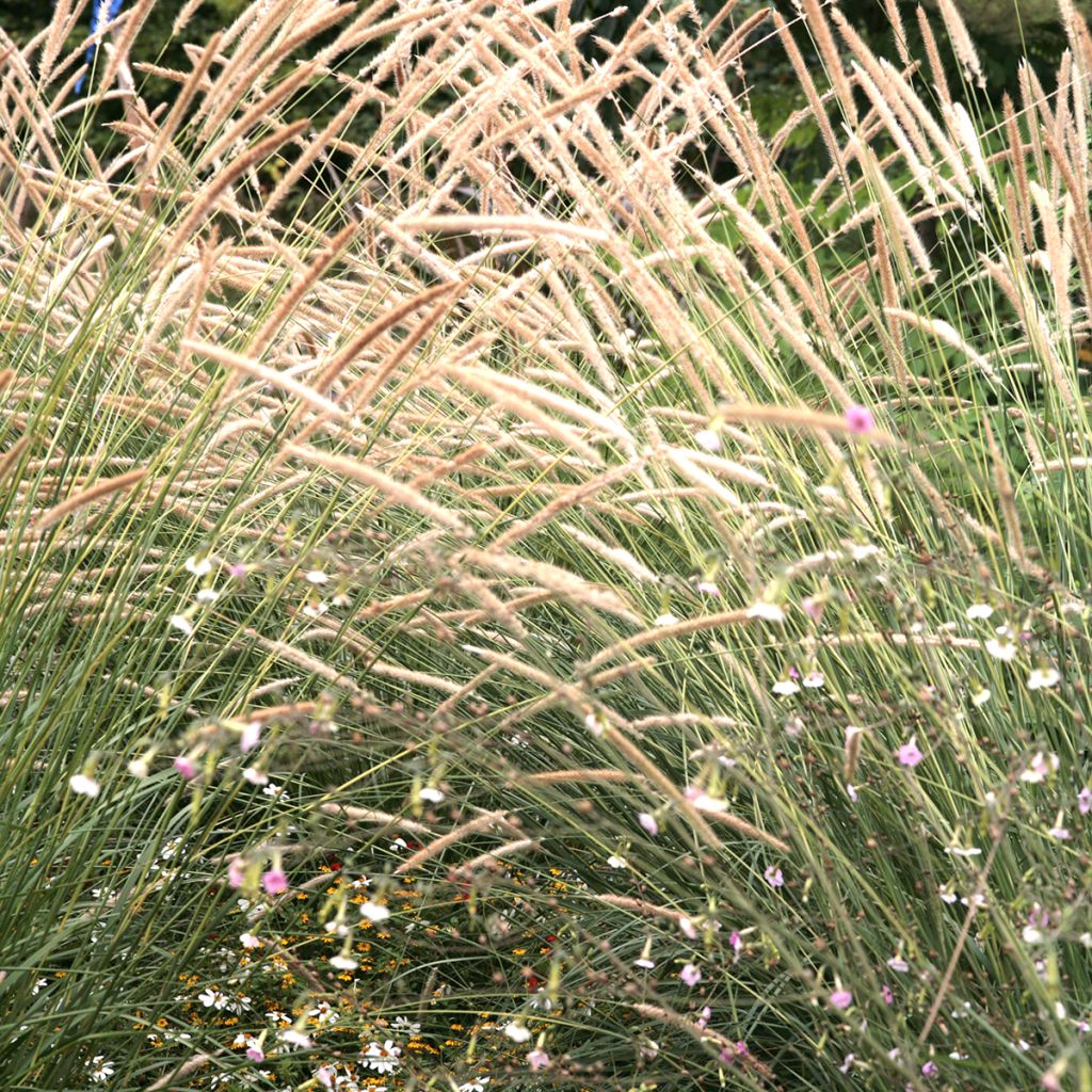 Afrikanisches Lampenputzergras Tail Feathers (Samen) - Pennisetum macrourum