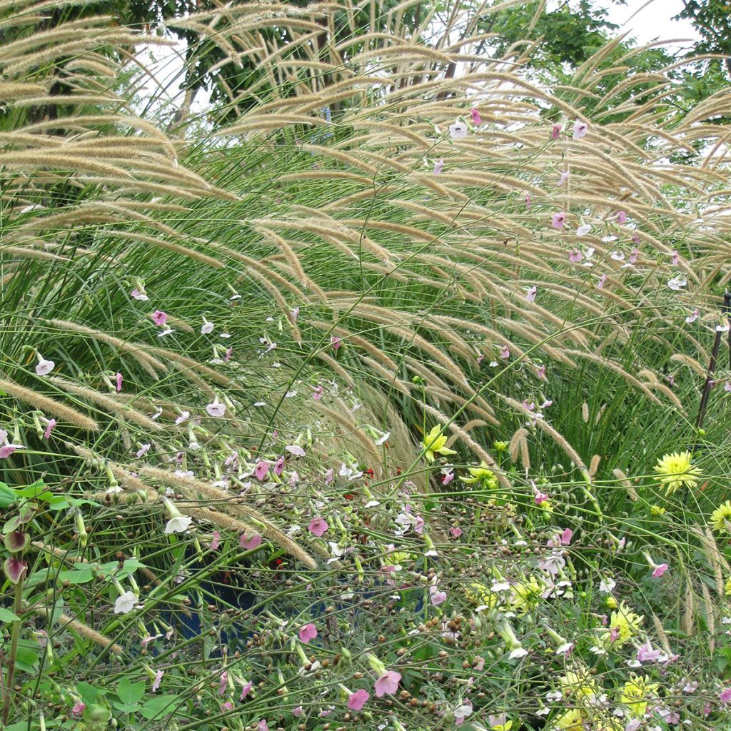 Afrikanisches Lampenputzergras Tail Feathers (Samen) - Pennisetum macrourum