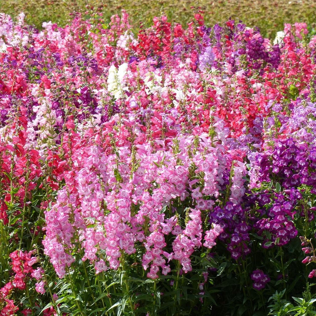 Penstemon cobaeae Wedding Bells (Samen) - Bartfaden