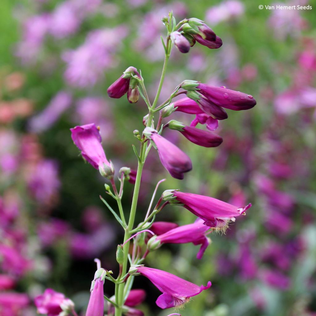 Penstemon barbatus Twizzle Purple (Samen) - Bartfaden