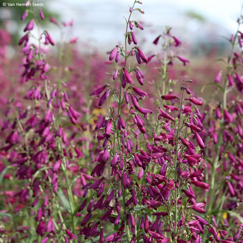 Penstemon barbatus Twizzle Purple (Samen) - Bartfaden