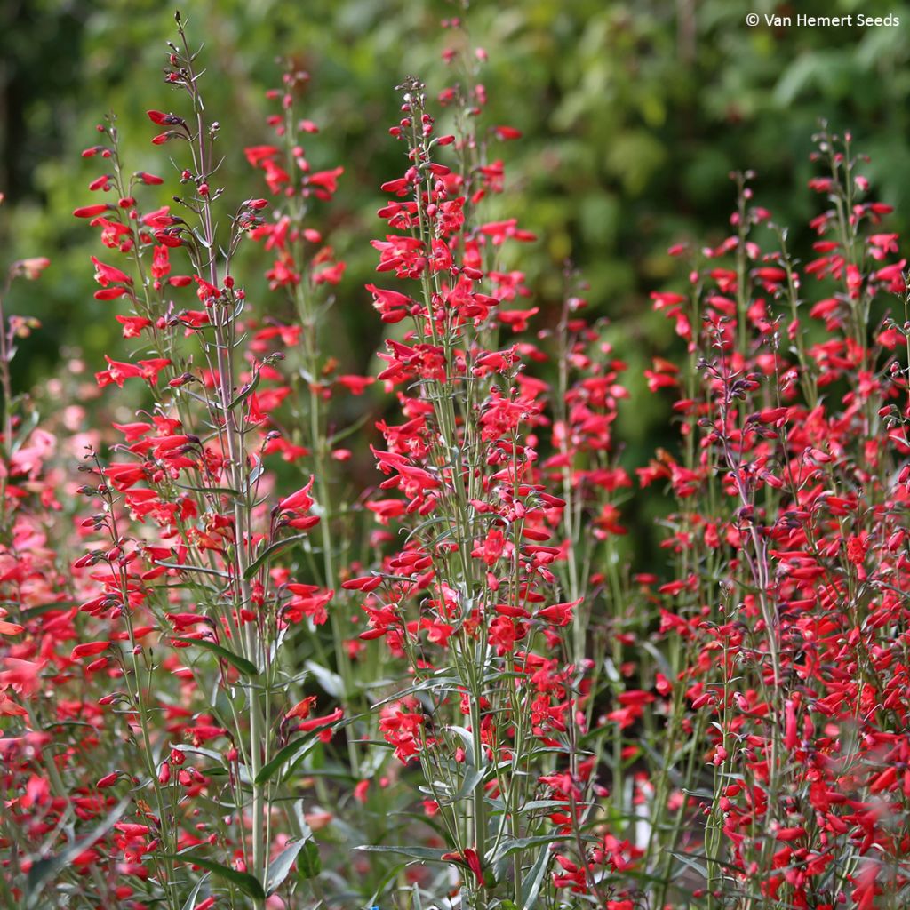 Penstemon barbatus Twizzle Scarlet (Samen) - Bartfaden