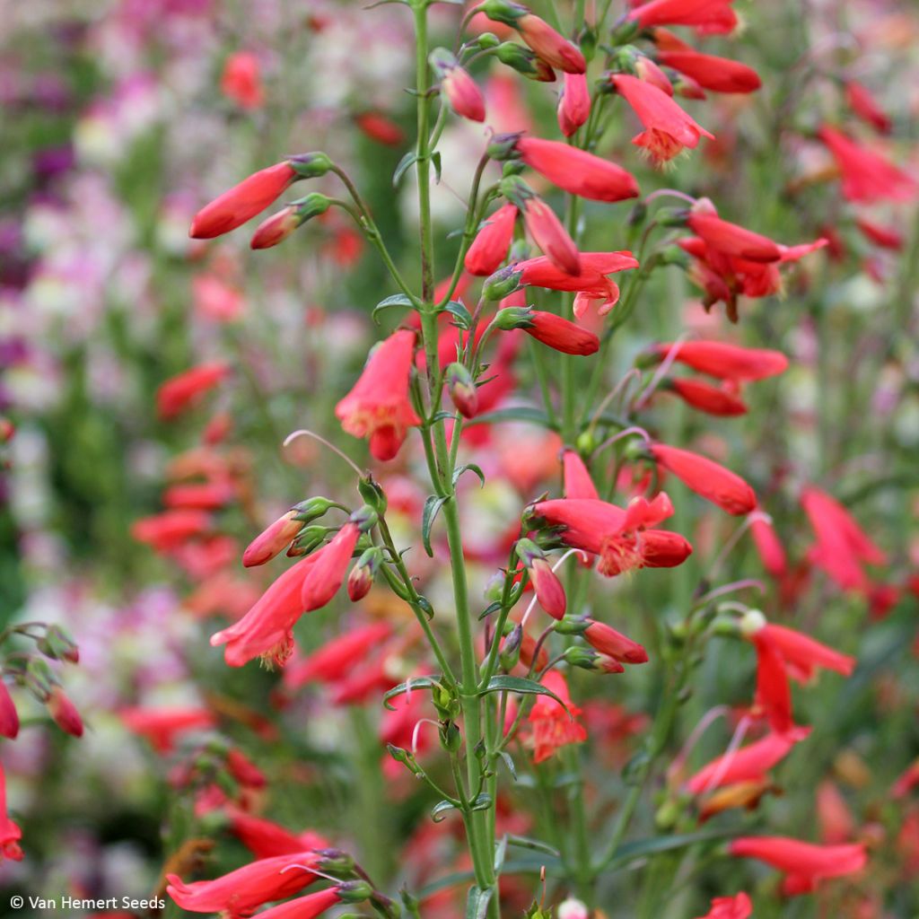 Penstemon barbatus Twizzle Scarlet (Samen) - Bartfaden