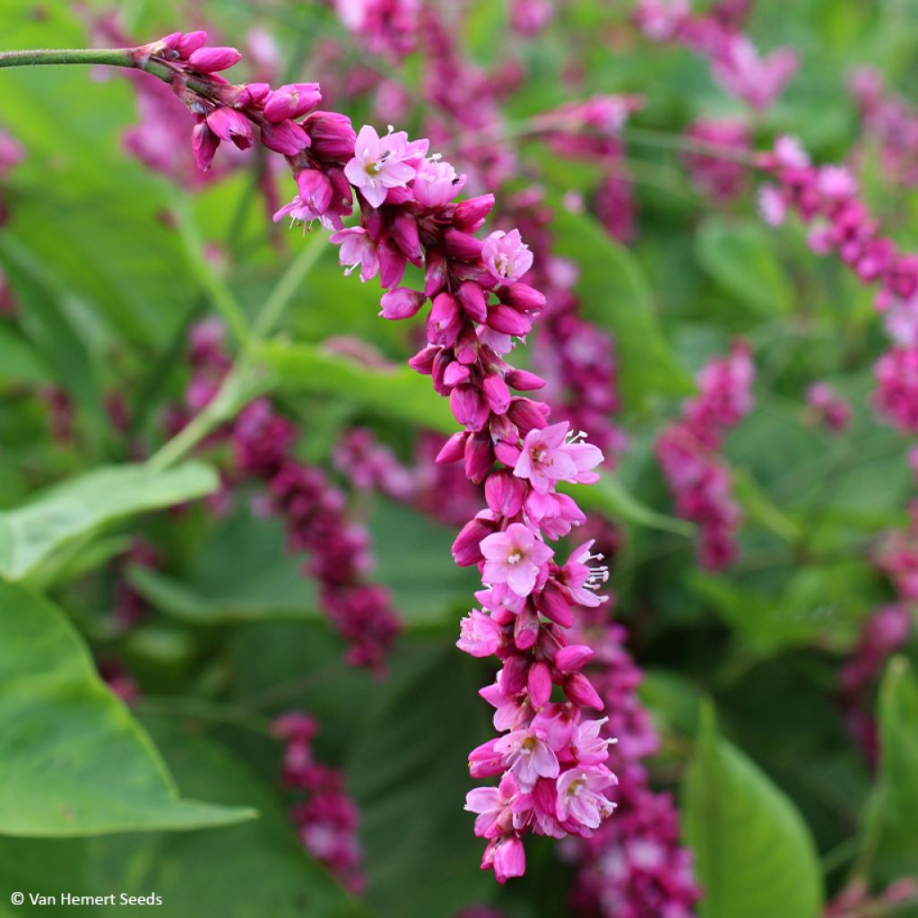 Orient-Knöterich Cerise Pearls (Samen) - Persicaria orientalis