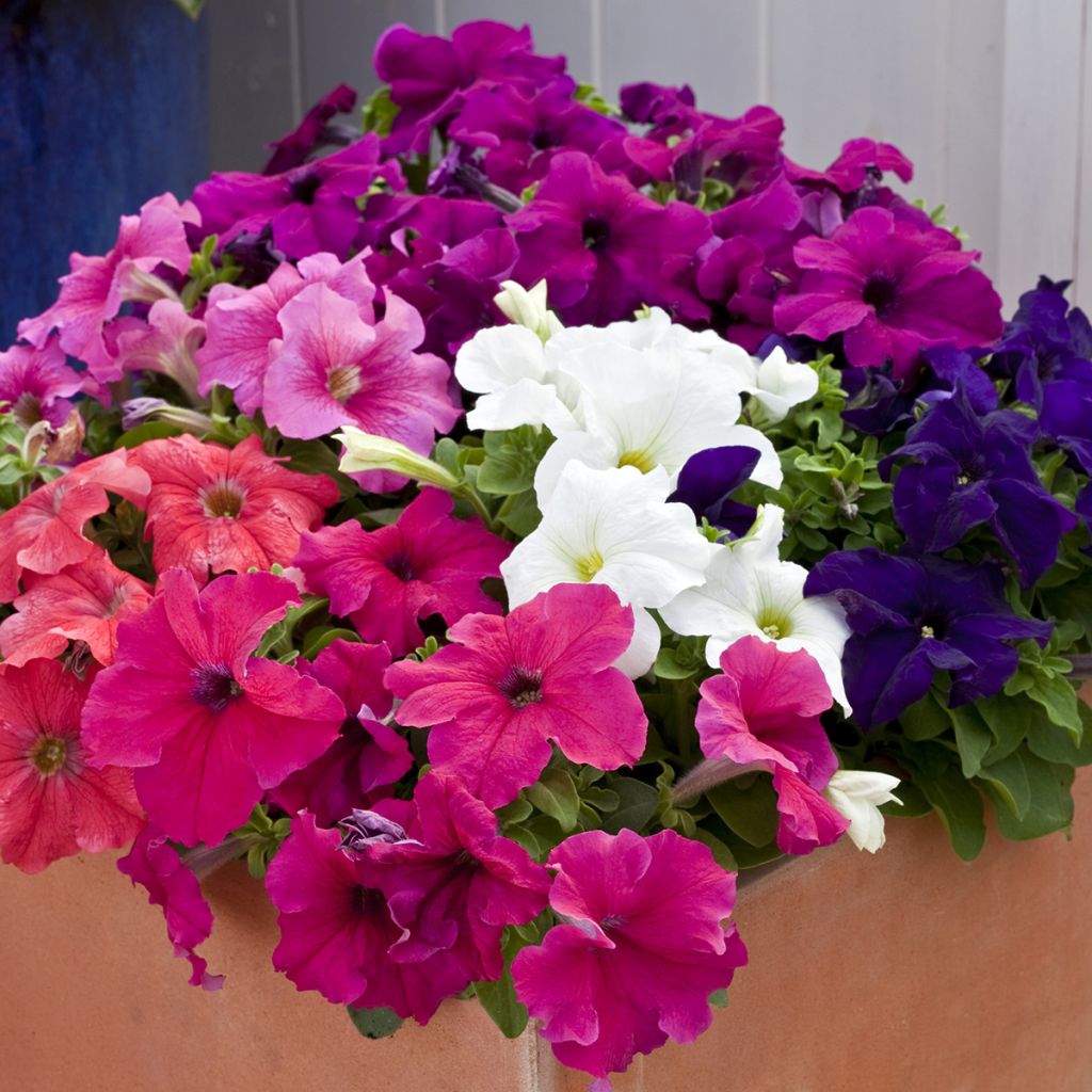 Petunia Espresso Grande Mix (Samen)