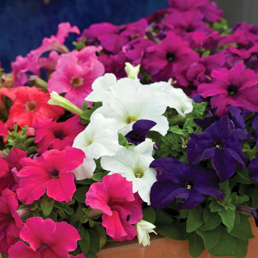 Petunia Espresso Grande Mix (Samen)