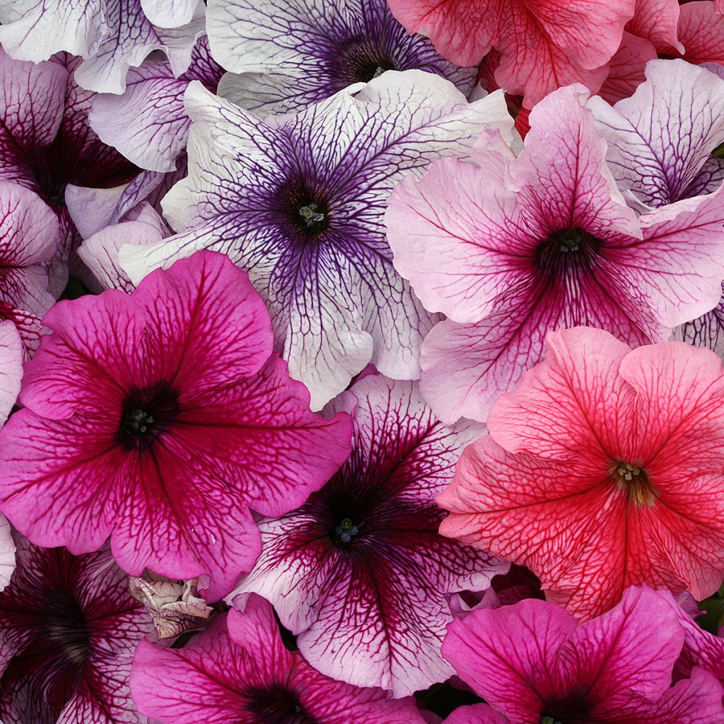 Petunia Prism Sundae Mix (Samen)