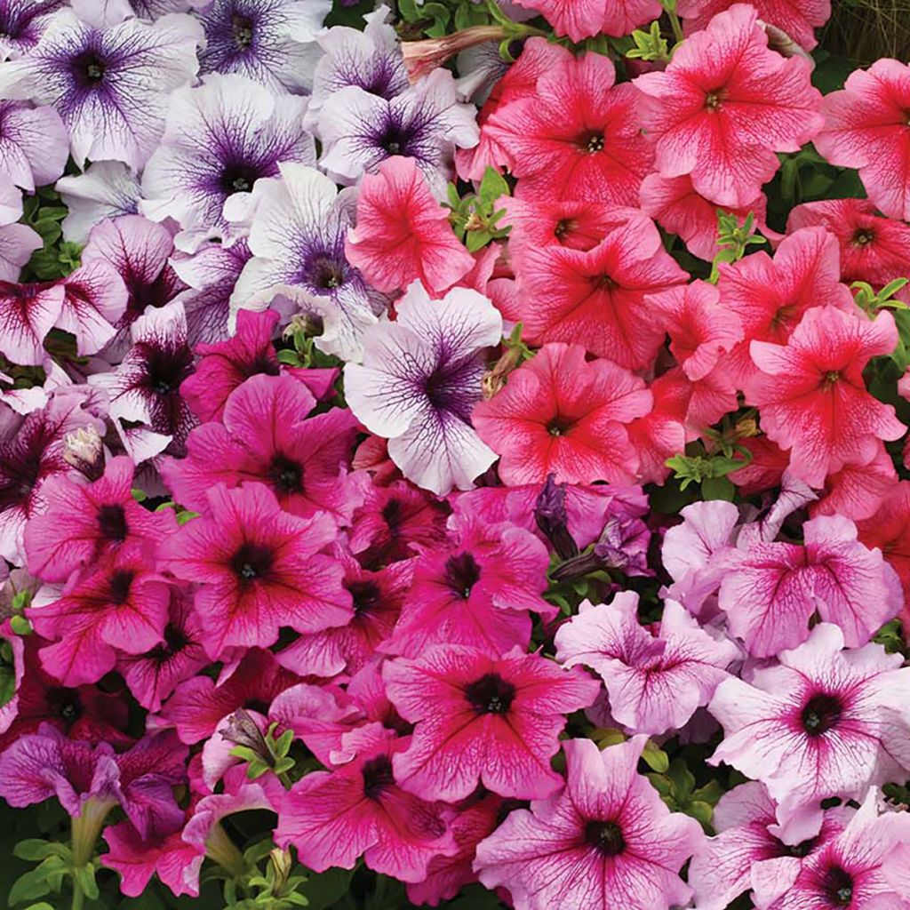 Petunia Prism Sundae Mix (Samen)