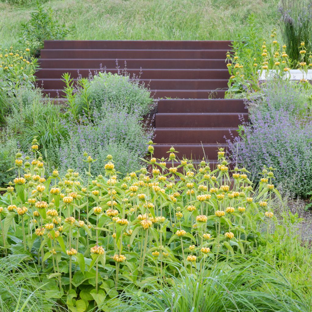 Phlomis russeliana (Samen) - Syrisches Brandkraut