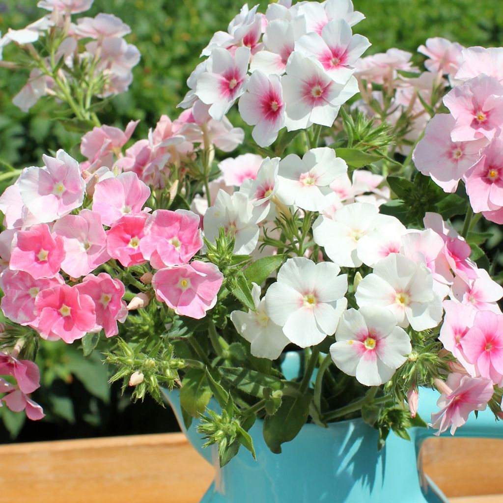 Sommer-Phlox Blushing Bride (Samen) - Phlox