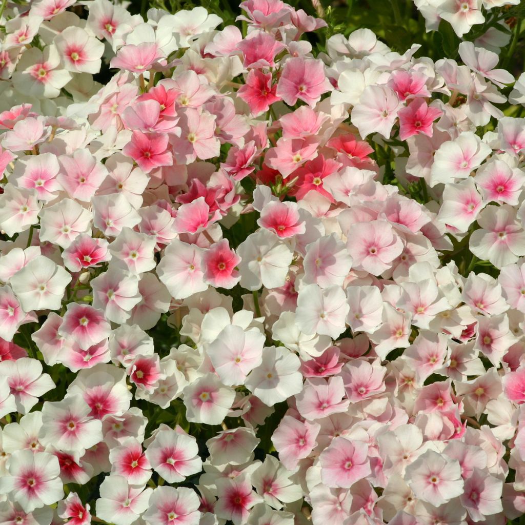 Sommer-Phlox Blushing Bride (Samen) - Phlox