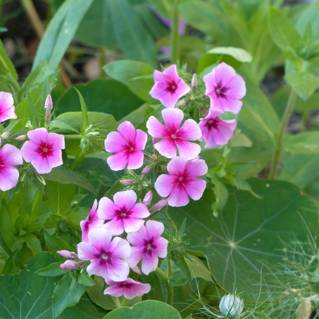 Sommer-Phlox Brilliant (Samen) - Phlox drummondii