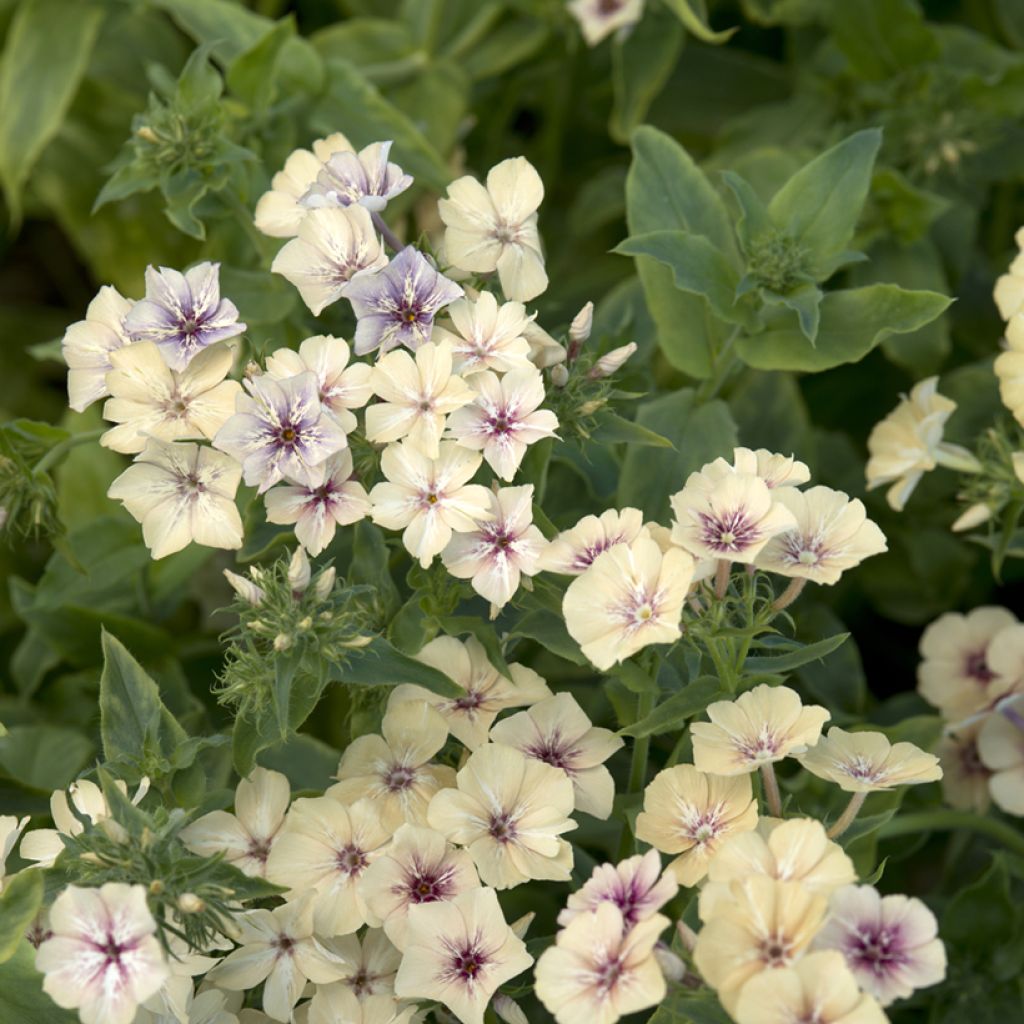 Sommer-Phlox Crème Brûlée - Phlox drummondii