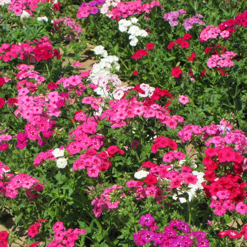 Sommer-Phlox Grandiflora Mix (Samen) - Phlox drummondii