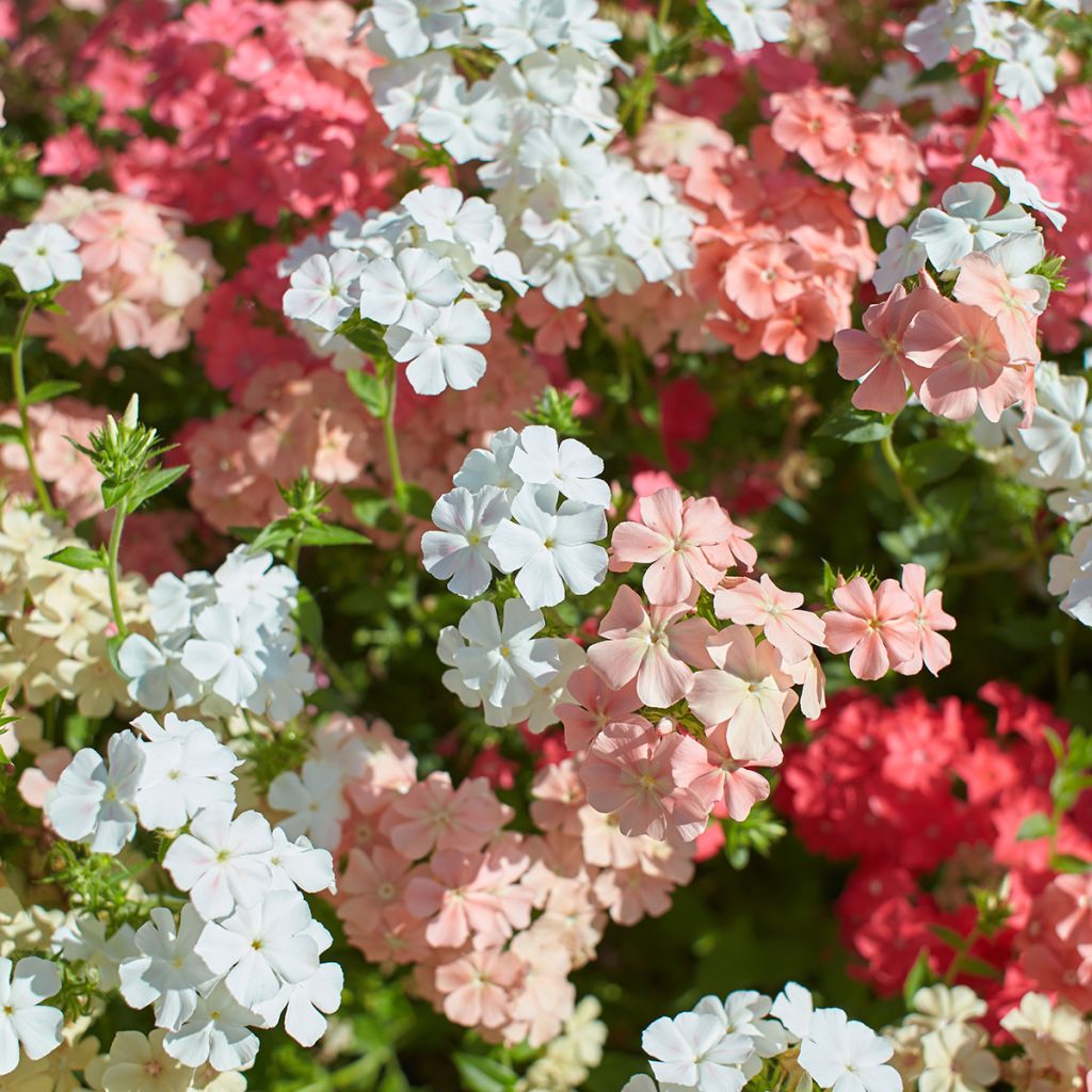 Sommer-Phlox Tapestry Mix (Samen) - Phlox