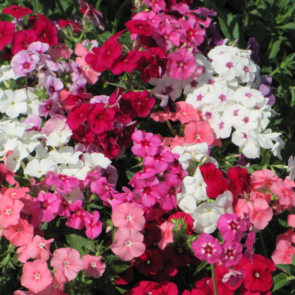 Sommer-Phlox Dwarf Beauty Mix (Samen) - Phlox