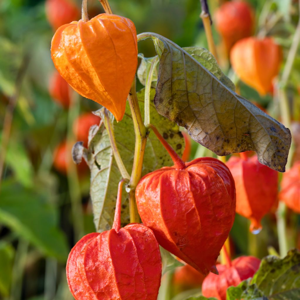 Lampionblume - Physalis alkekengi var. franchetii